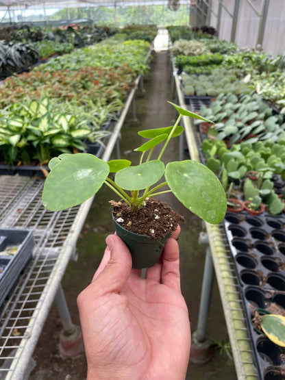 Penny the Pilea Peperomioides