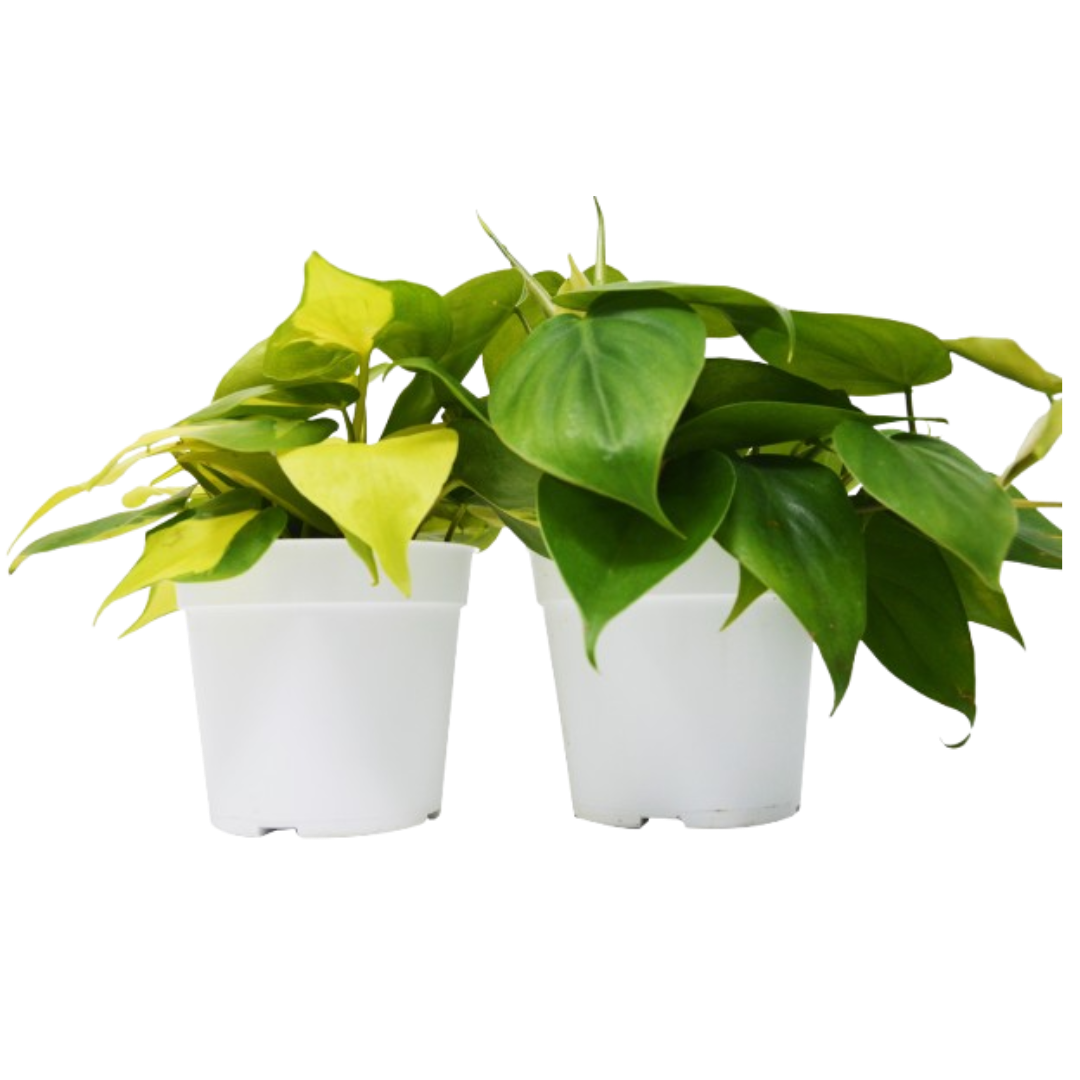 2 Philodendron Variety Pack - 4" Pots - OVAD
