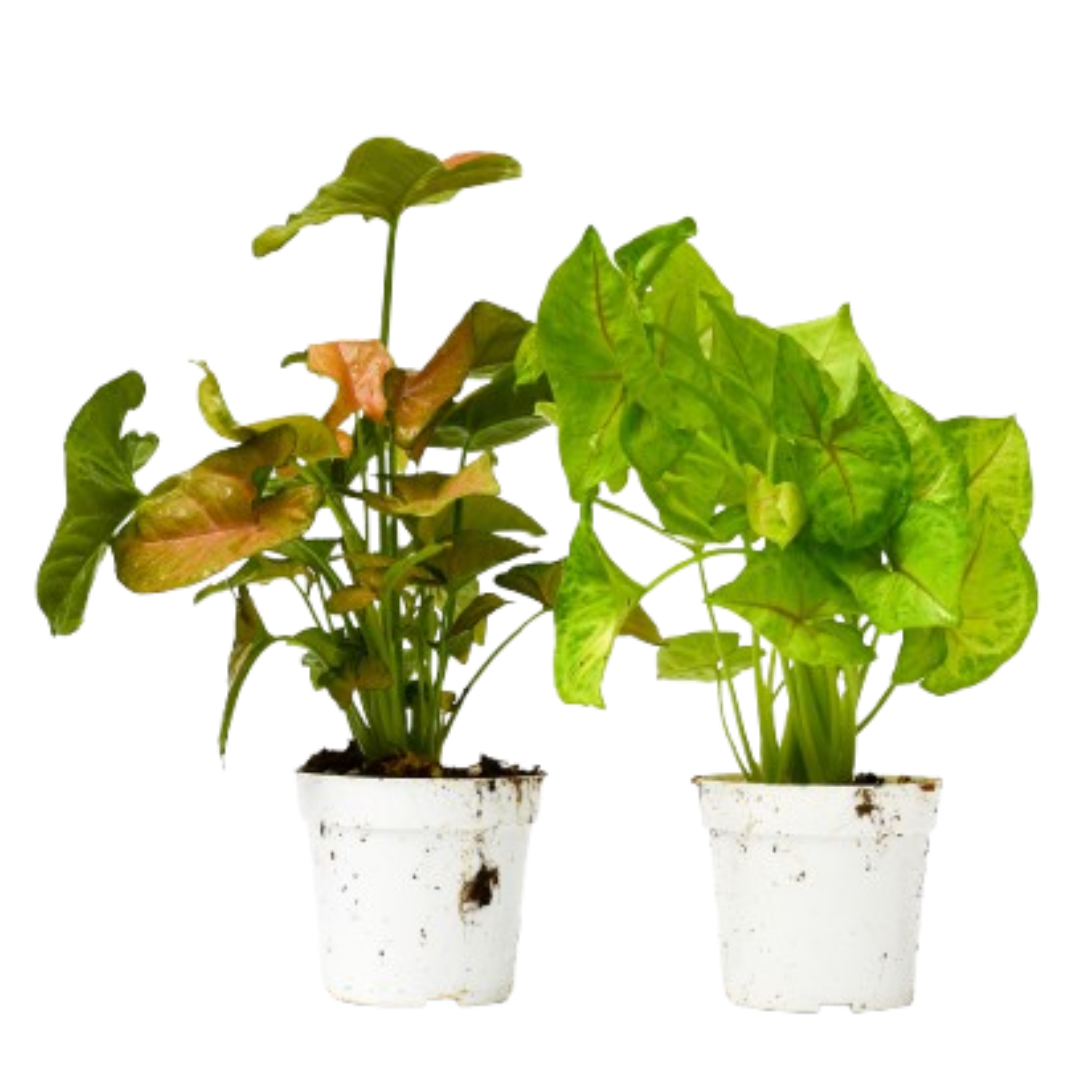 2 Syngonium Variety (Arrowhead Plant) / 4" Pot / Live Plant - OVAD