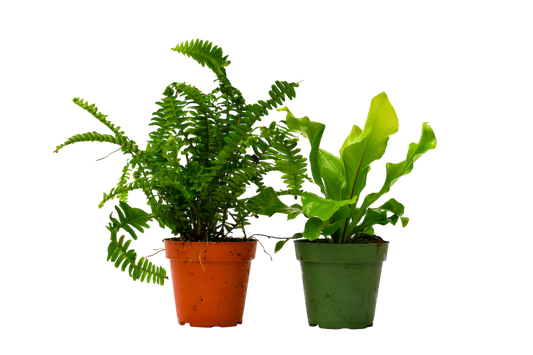 2 Fern Variety Pack - 4" Pot - OVAD