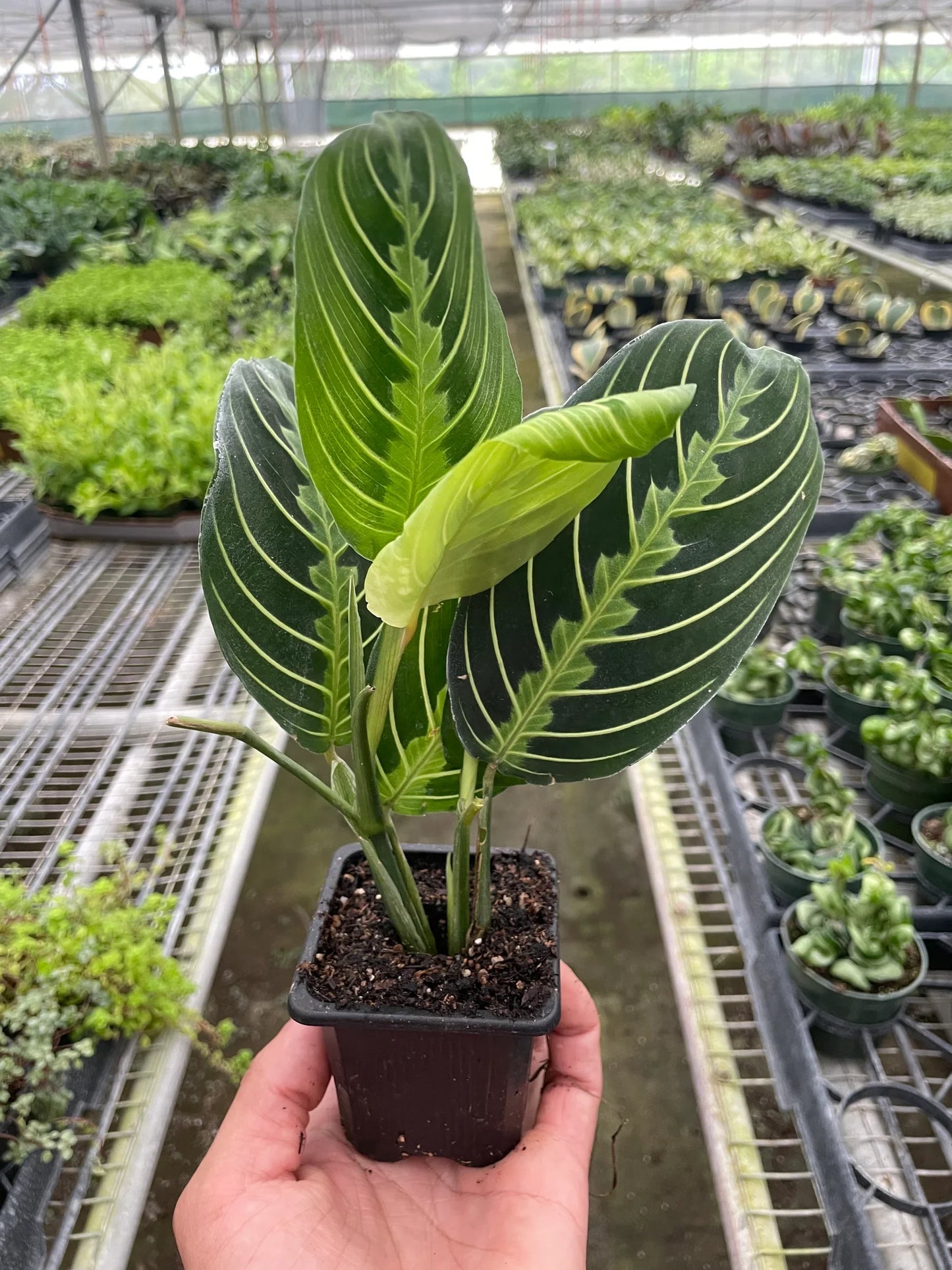 Zest the Maranta