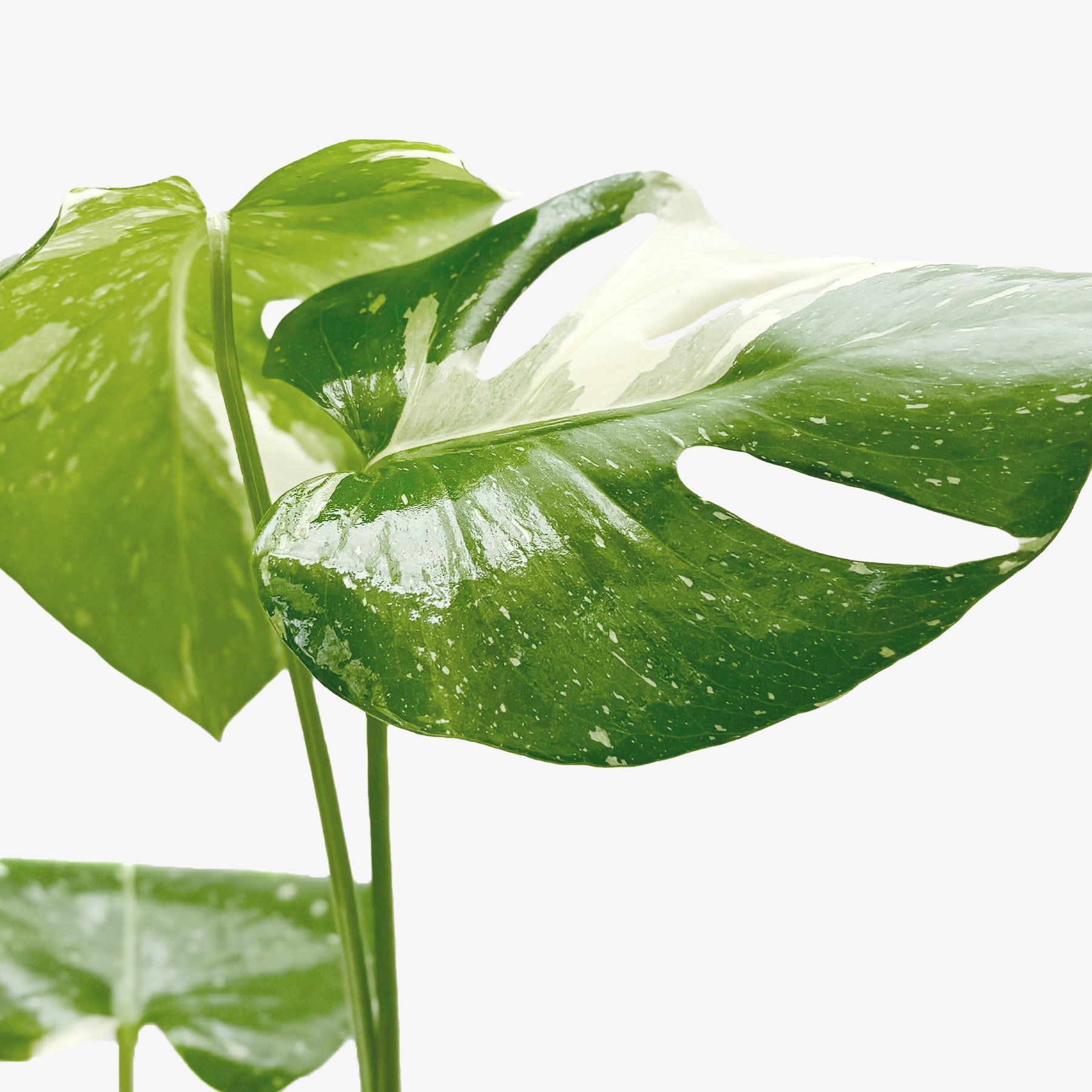 Monstera 'Thai Constellation' - OVAD