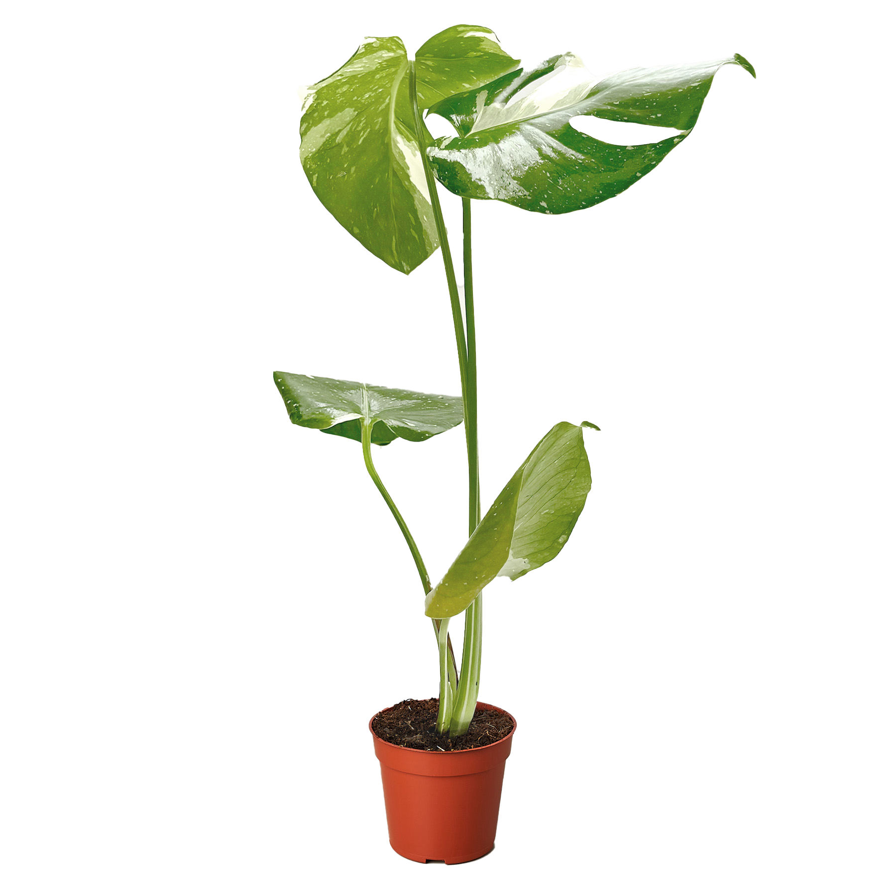 Monstera 'Thai Constellation' - OVAD