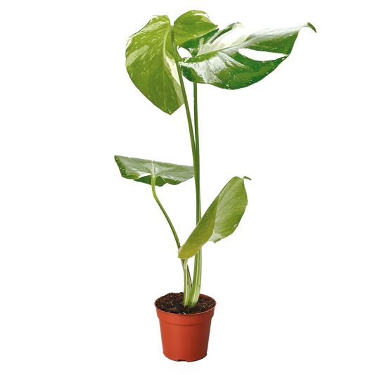 Monstera 'Thai Constellation' - OVAD