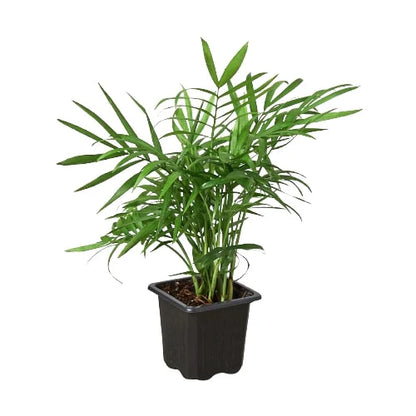 Parlor Palm - OVAD