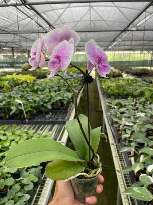 Orchid 'Light Pink Phalaenopsis'.