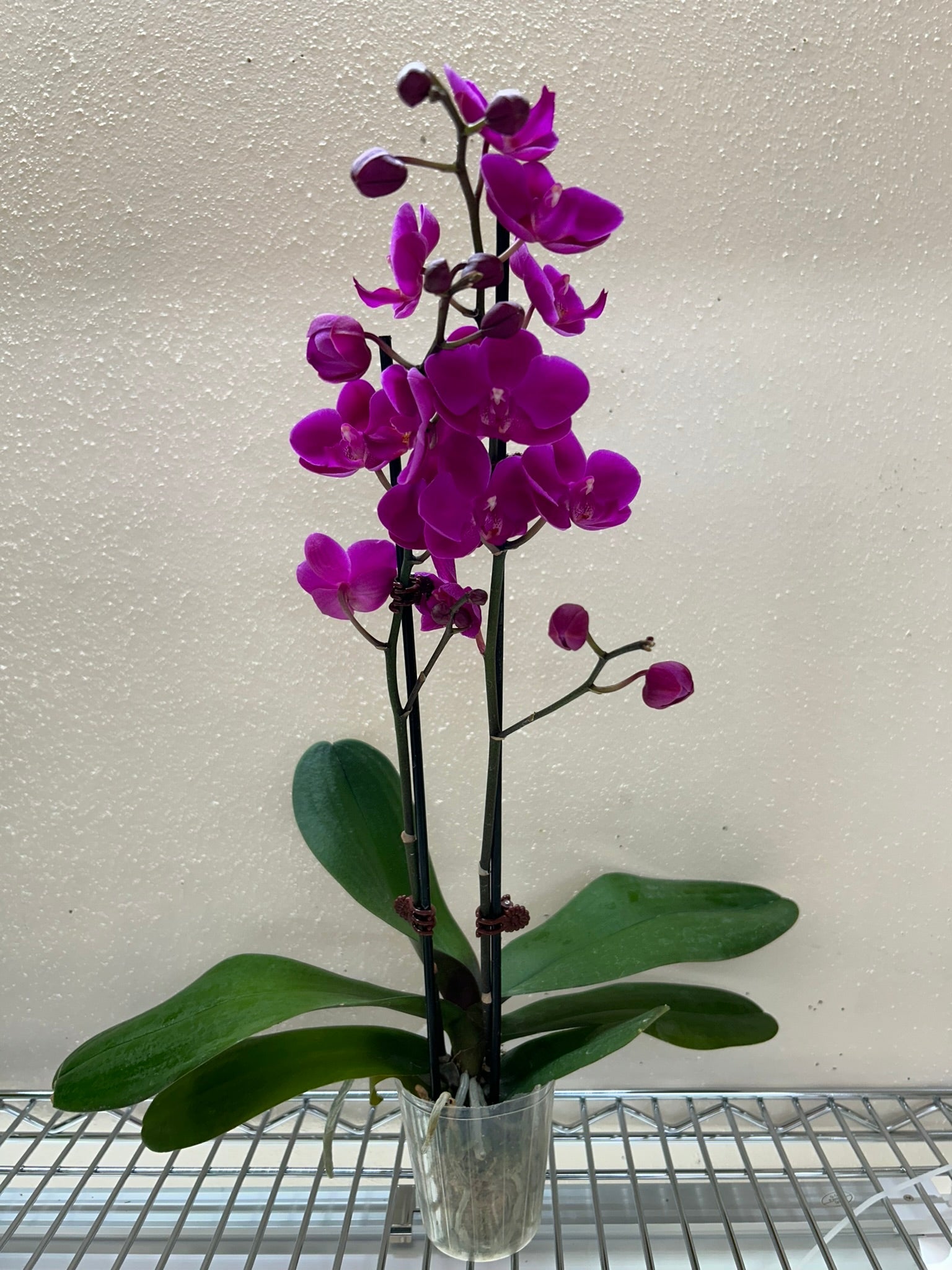Orchid 'Purple Phalaenopsis'.