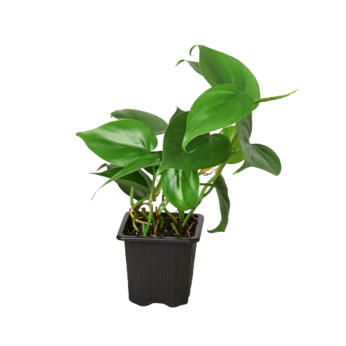 Lenny the Philodendron Cordatum