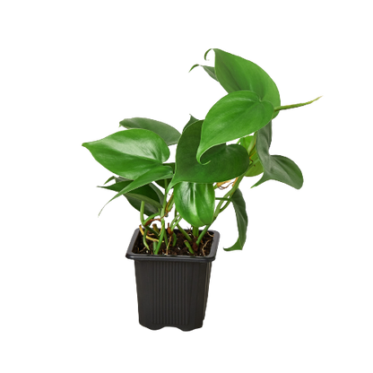 Lenny the Philodendron Cordatum