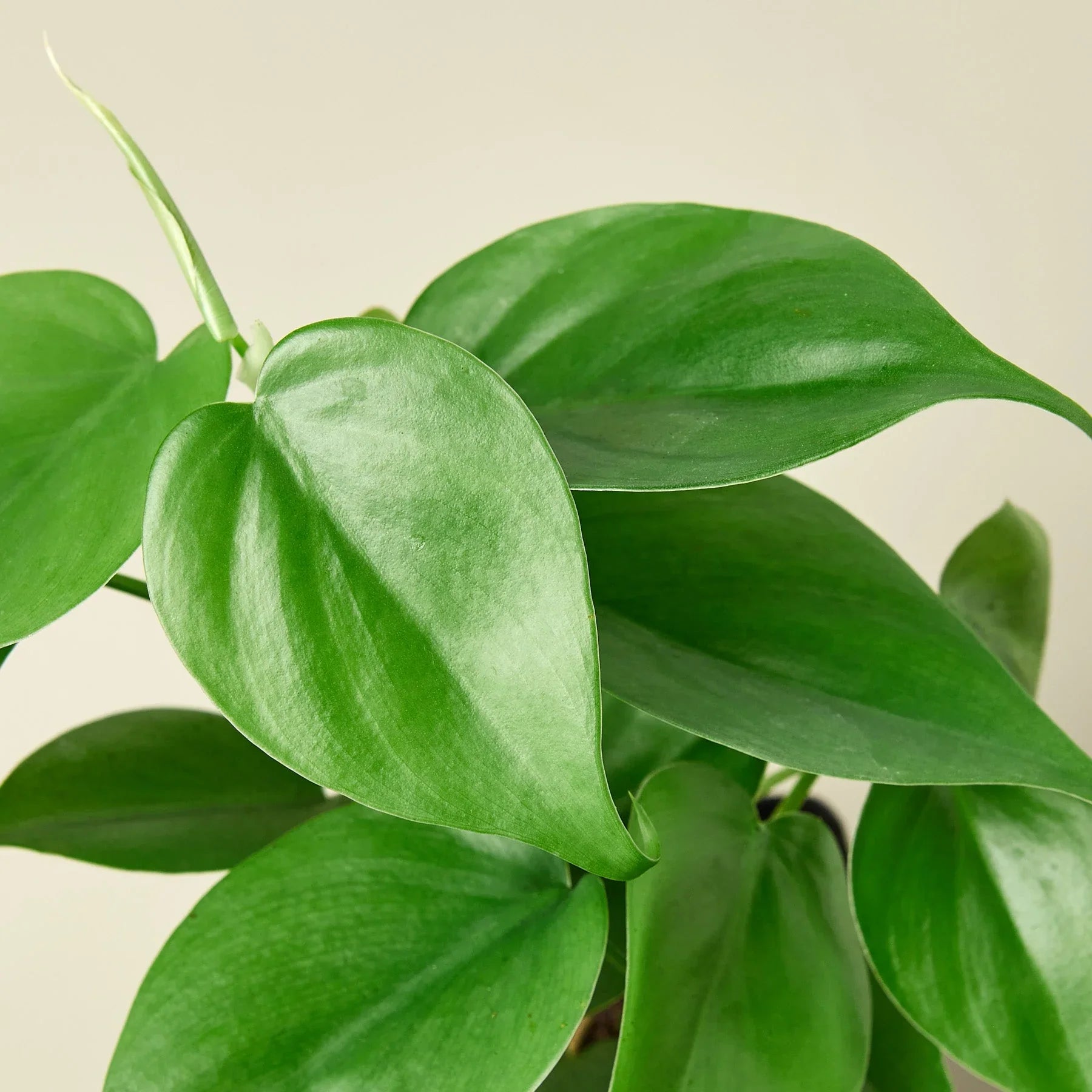 Philodendron Cordatum Heartleaf - OVAD