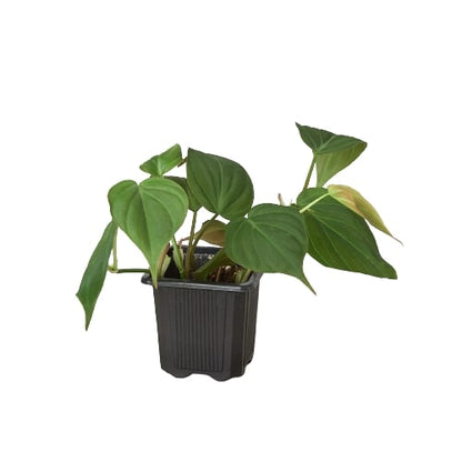 Milan the Philodendron