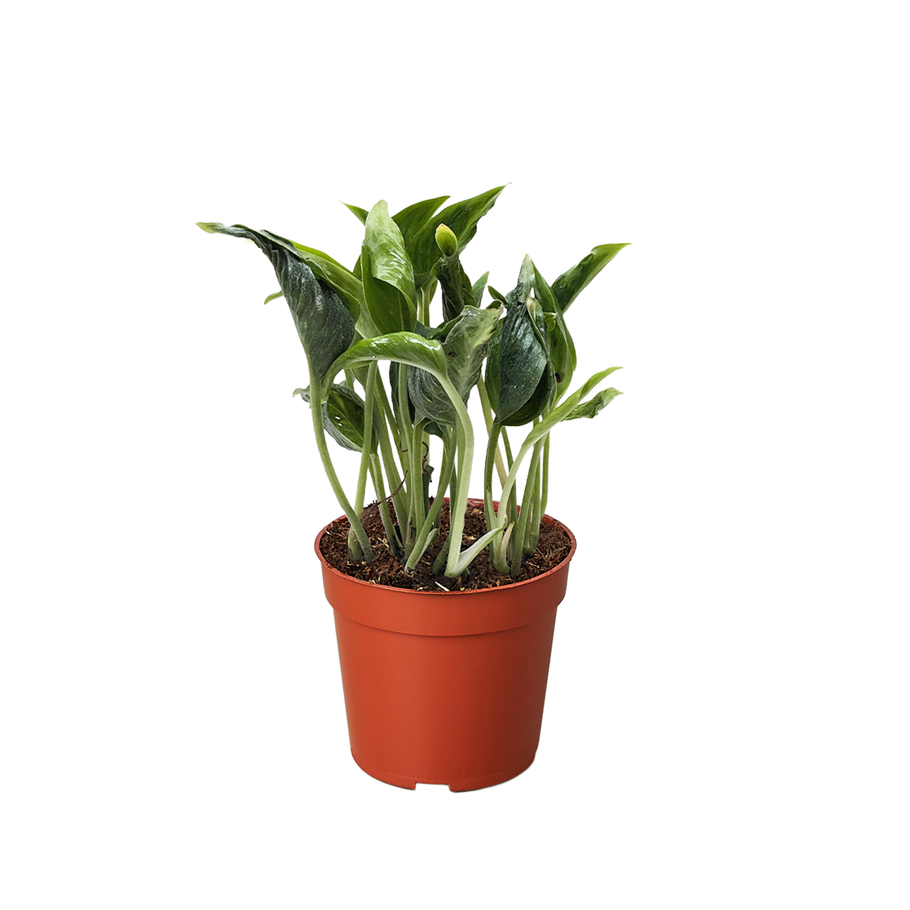 Pothos 'Shangri La'.