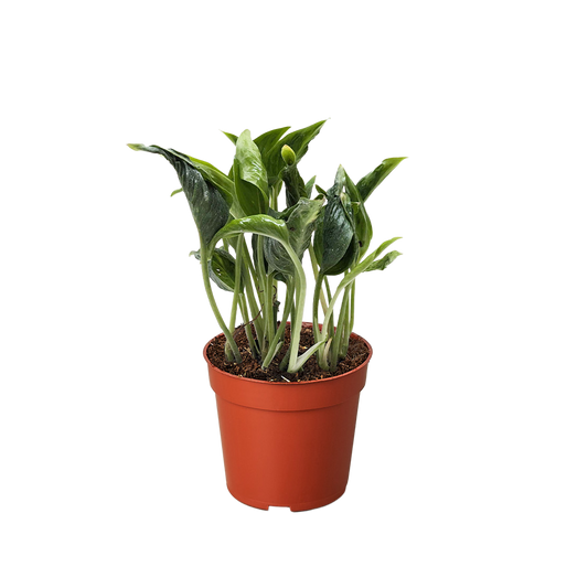 Pothos 'Shangri La'.