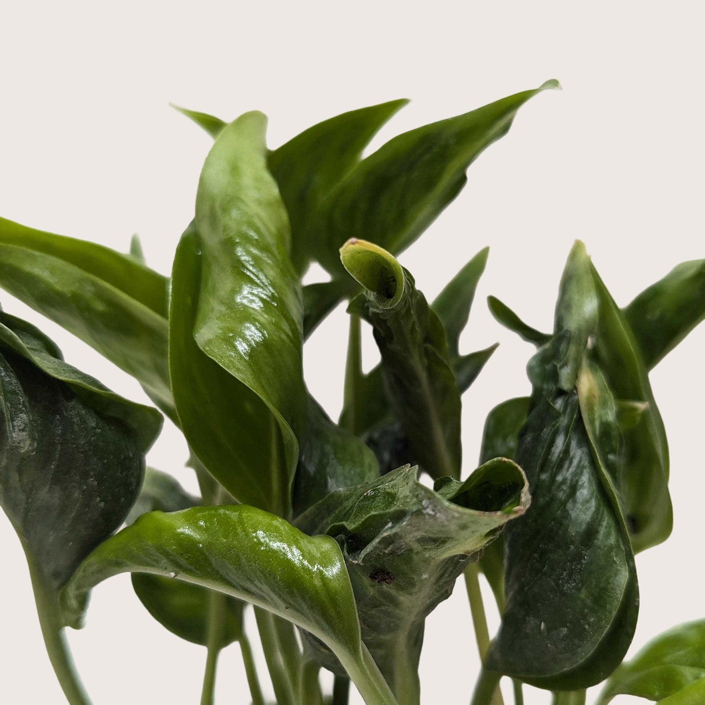 Pothos 'Shangri La'.