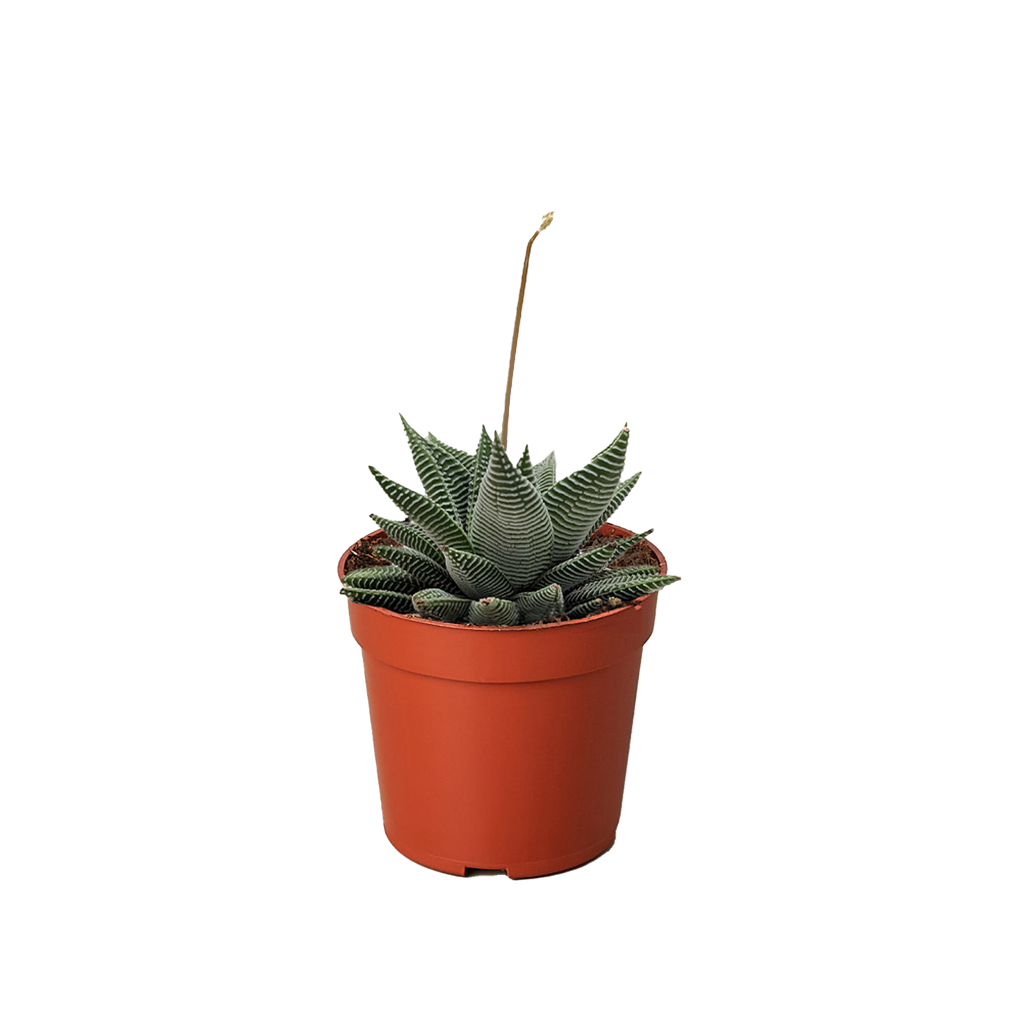 Succulent Haworthia Miami.