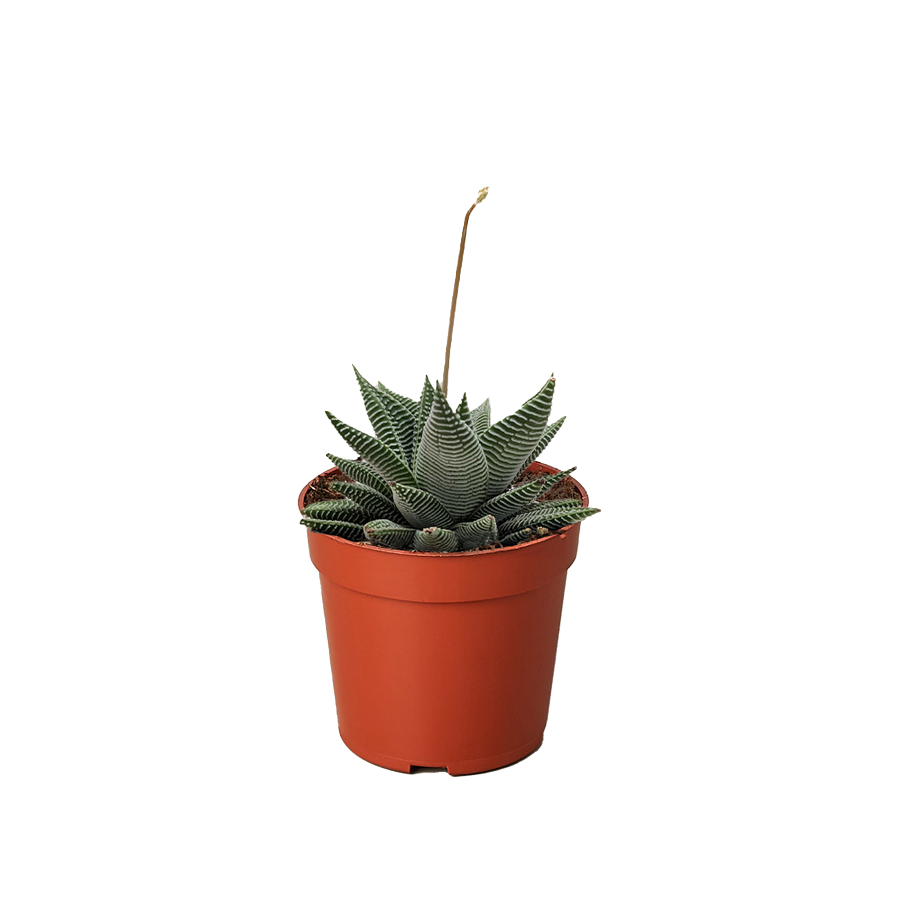 Succulent Haworthia Miami.
