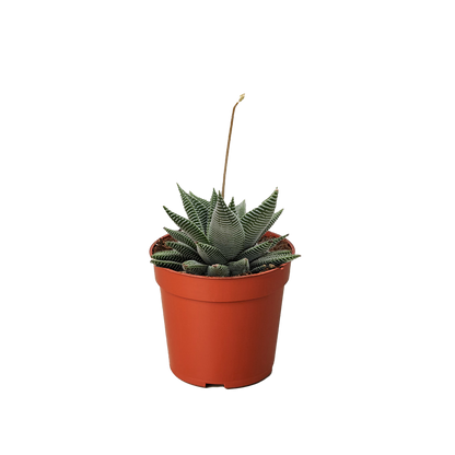 Succulent Haworthia Miami.