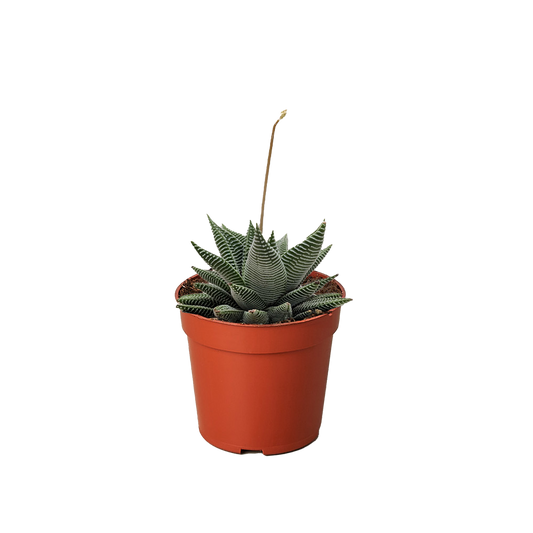 Succulent Haworthia Miami.