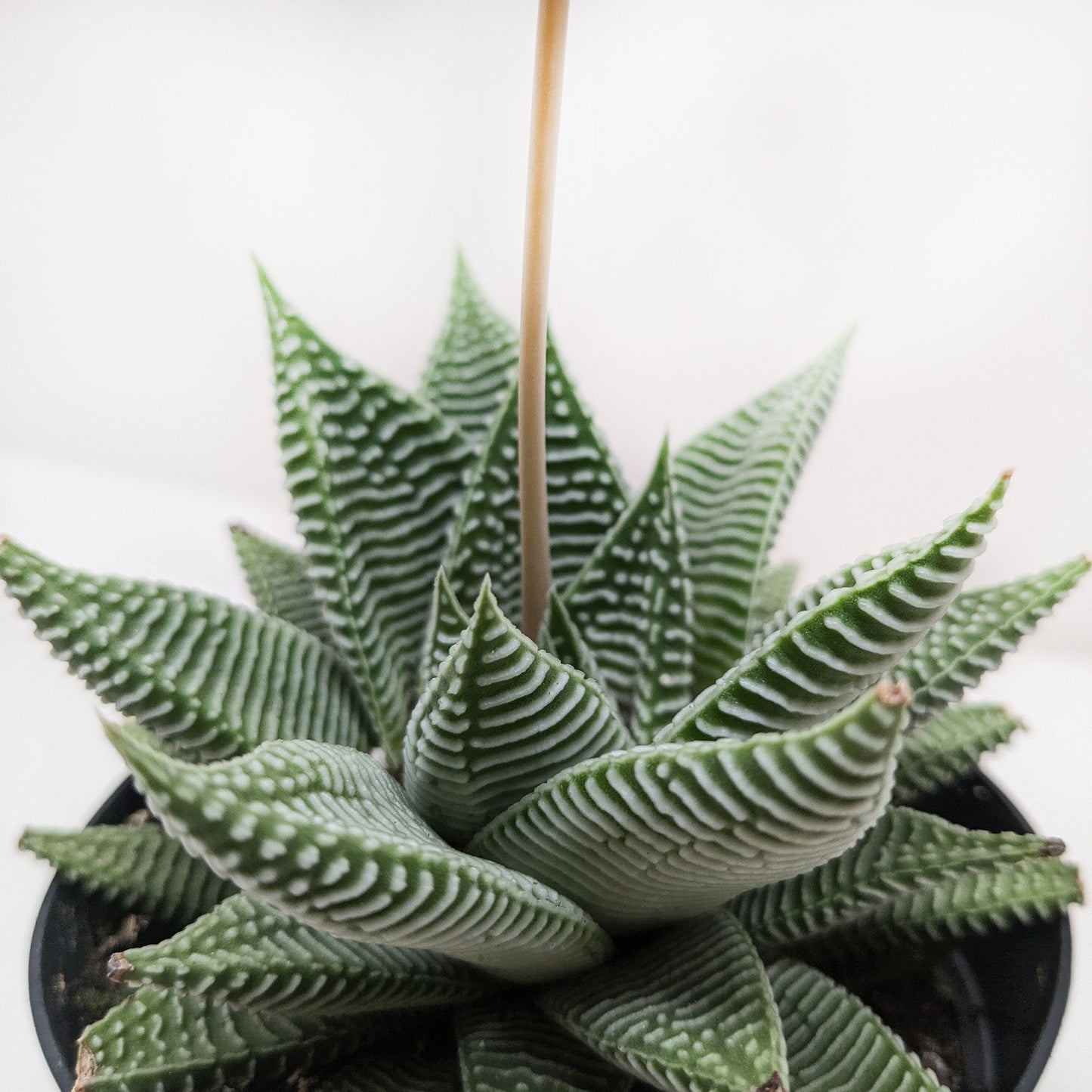 Succulent Haworthia Miami.