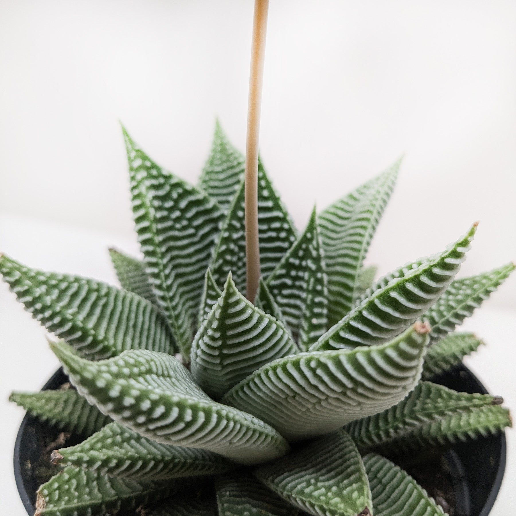 Succulent Haworthia Miami.