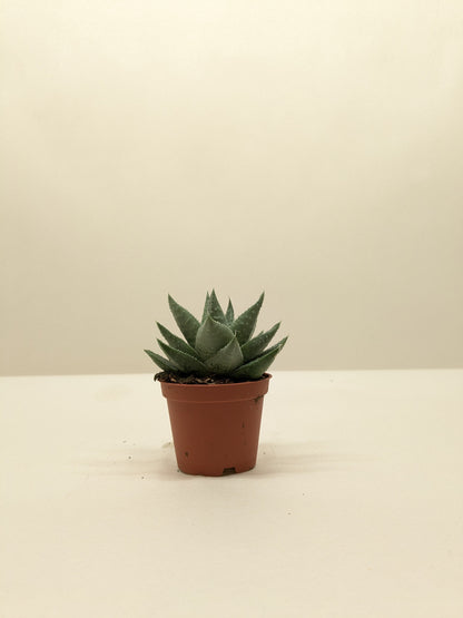 Succulent Haworthia Savanna.