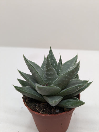 Succulent Haworthia Savanna.
