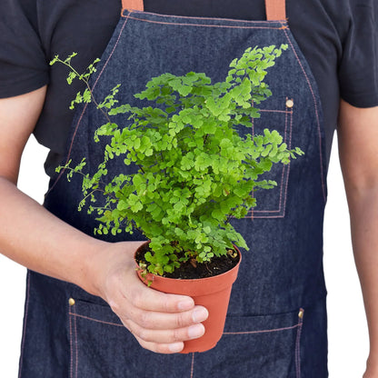 Esme the Maidenhair Fern