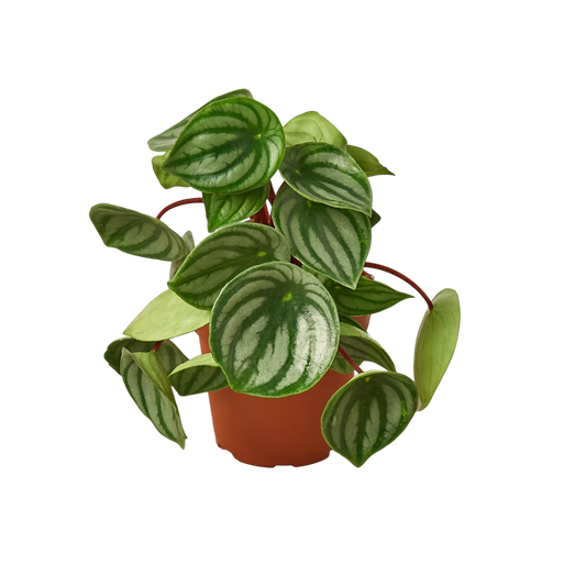 Betty the Peperomia Watermelon - OVAD