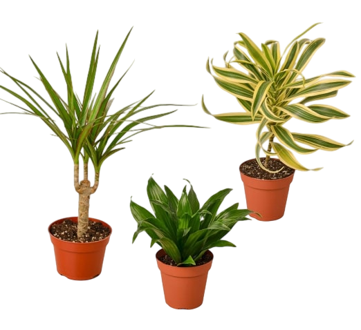 3 Different Dracaenas Variety Pack - 4" Pot - OVAD