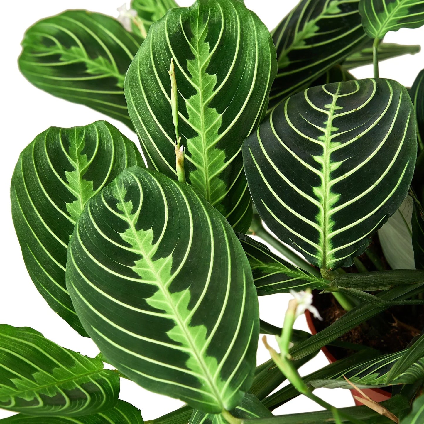 Zest the Maranta