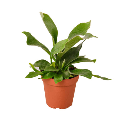 Ezra the Staghorn Fern