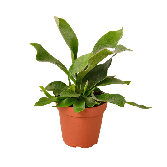 Ezra the Staghorn Fern - OVAD