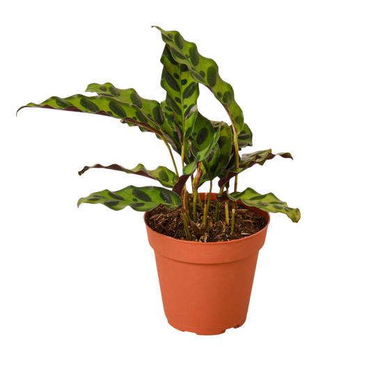 Zola the Calathea Lancifolia - OVAD