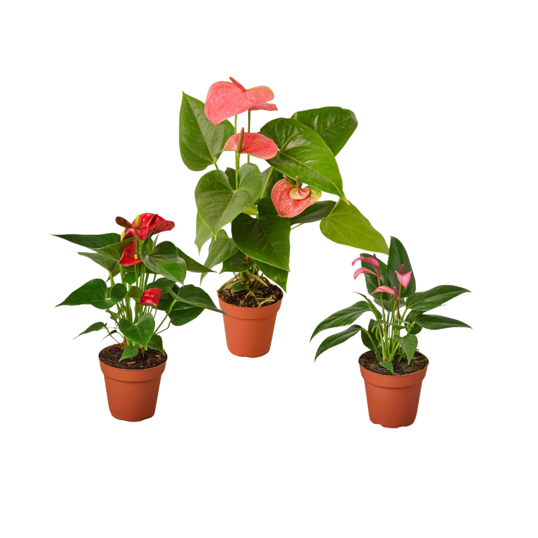 3 Anthurium Variety Pack- All Different Colors - 4" Pots