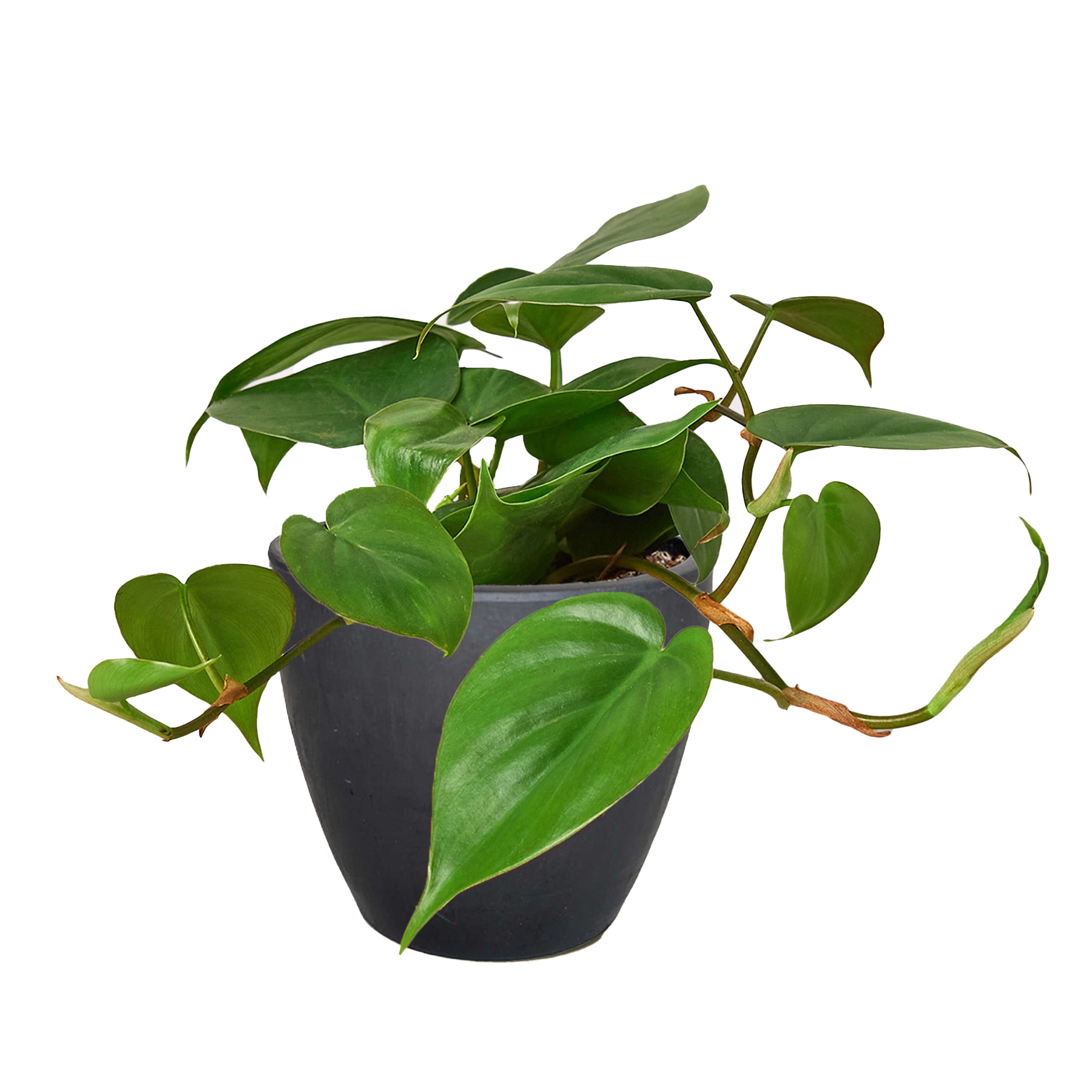 Philodendron Cordatum Heartleaf - OVAD