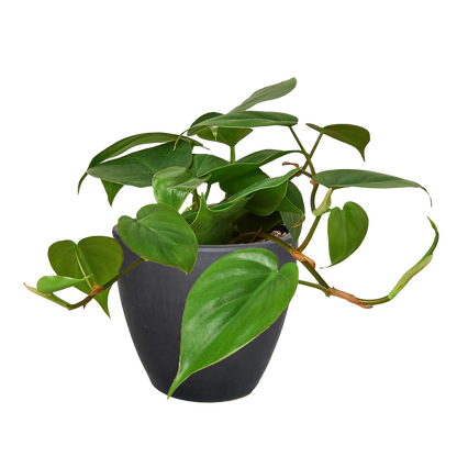 Philodendron Cordatum Heartleaf - OVAD