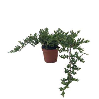 Bonsai