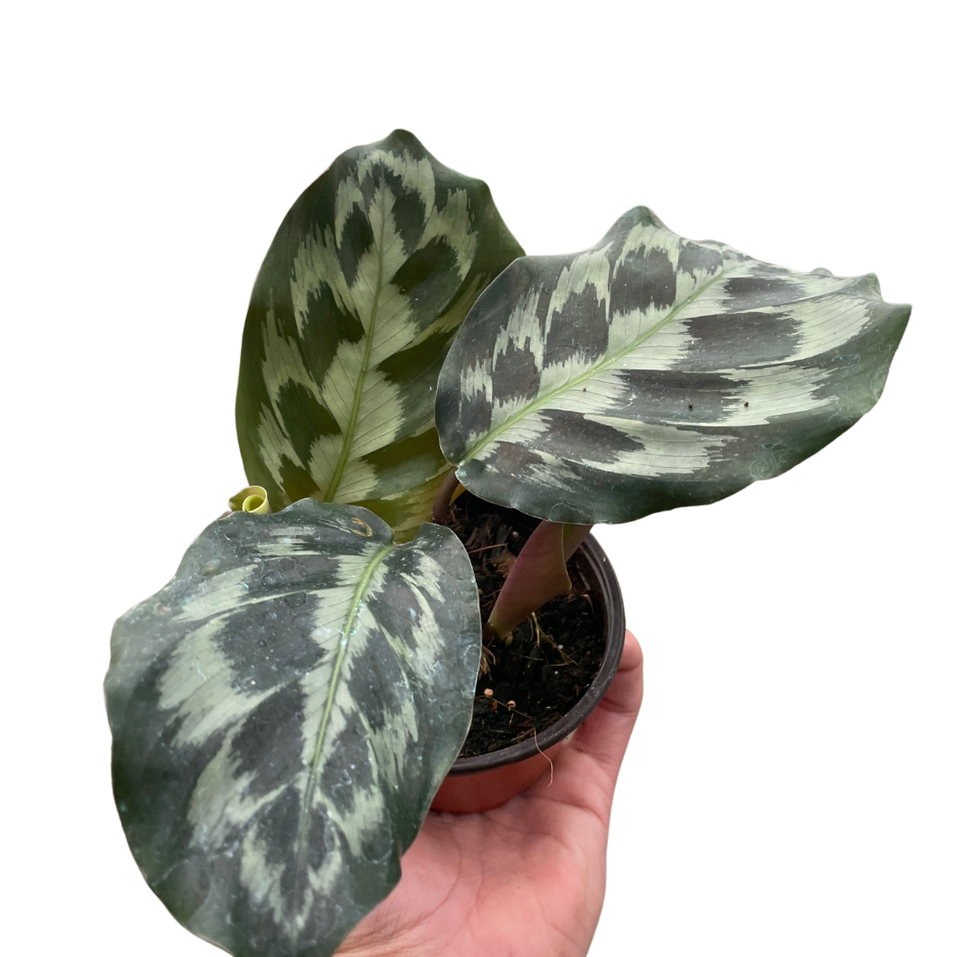 Brooklyn the Calathea