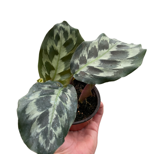 Brooklyn the Calathea