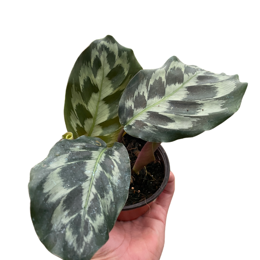 Brooklyn the Calathea - OVAD