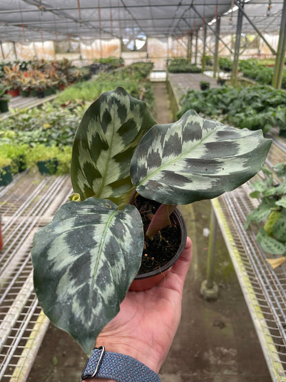 Brooklyn the Calathea