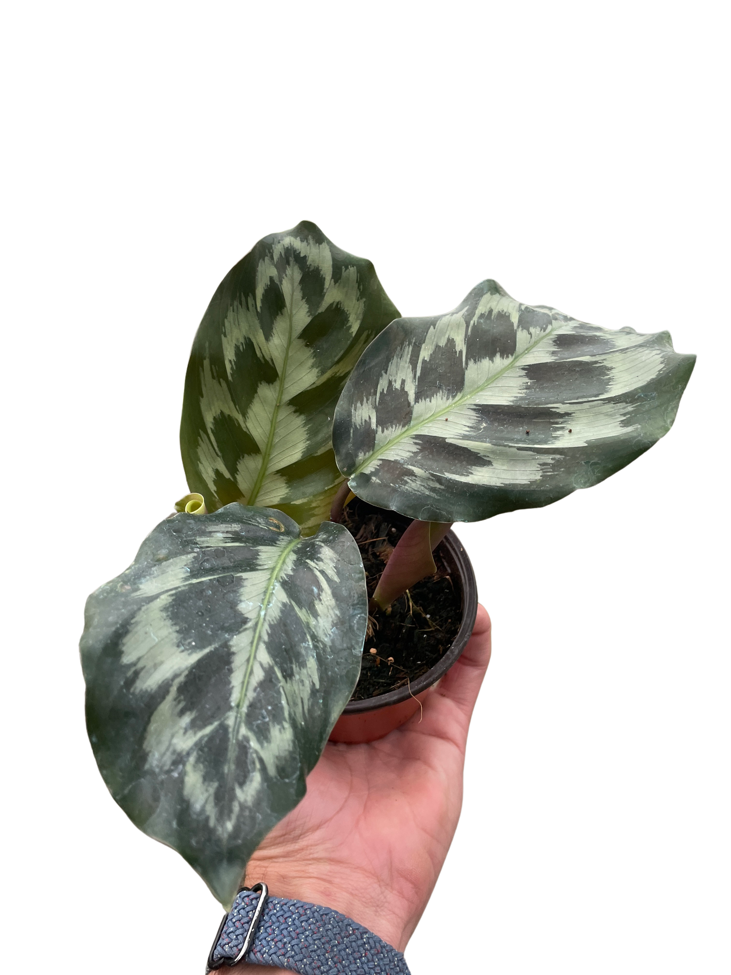 Brooklyn the Calathea