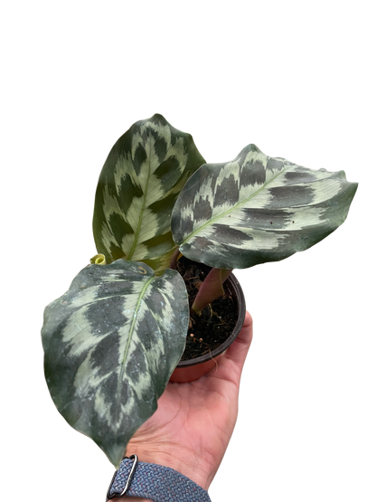 Brooklyn the Calathea