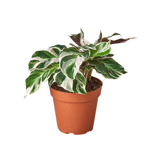 Calathea 'White Fusion' - OVAD