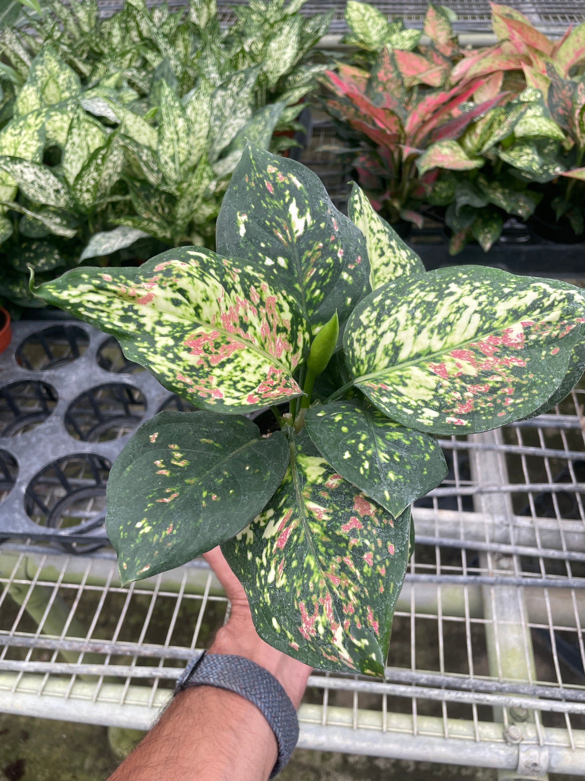 Chinese Evergreen 'Wishes'.