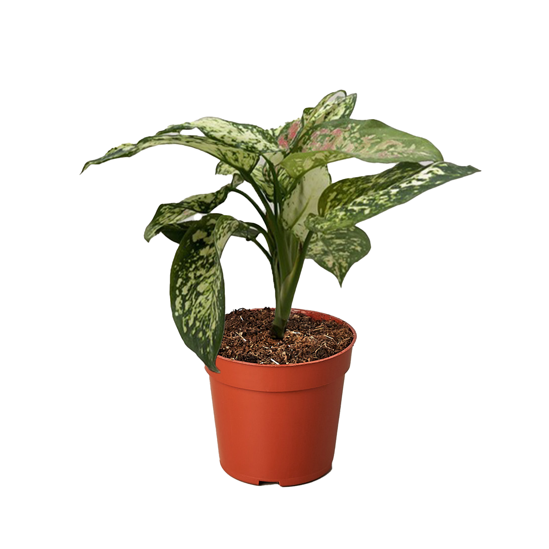Chinese Evergreen 'Wishes'.