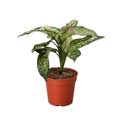 Chinese Evergreen 'Wishes'.