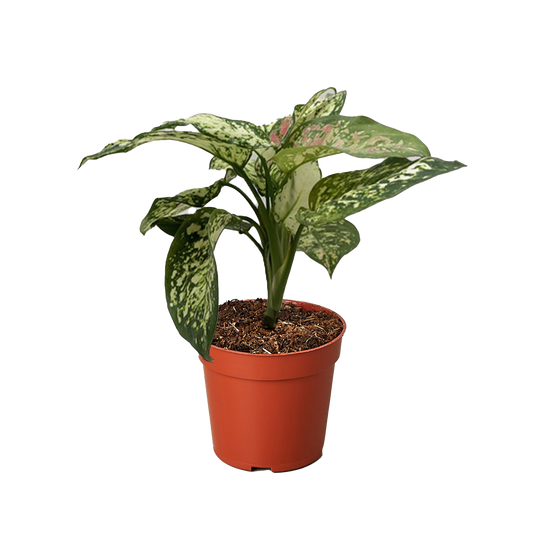 Chinese Evergreen 'Wishes'.