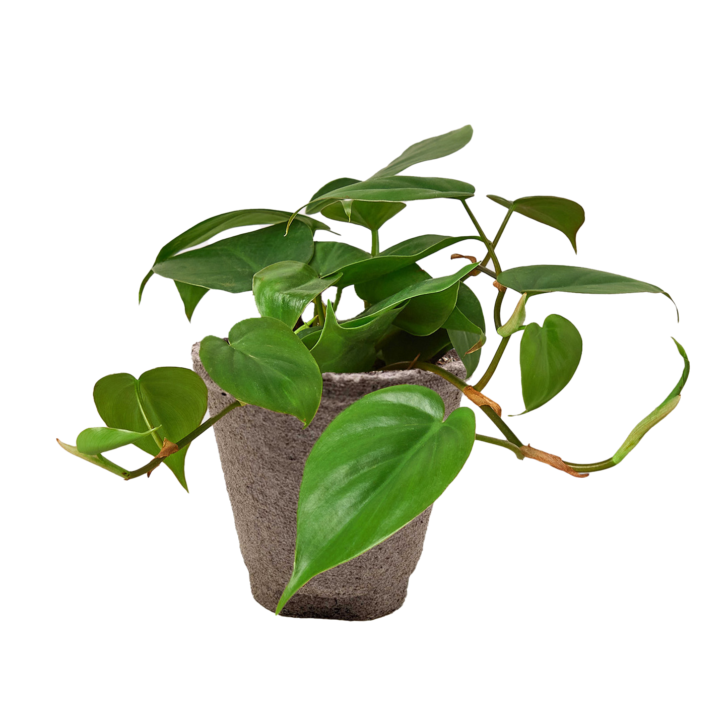 Philodendron Cordatum Heartleaf - OVAD