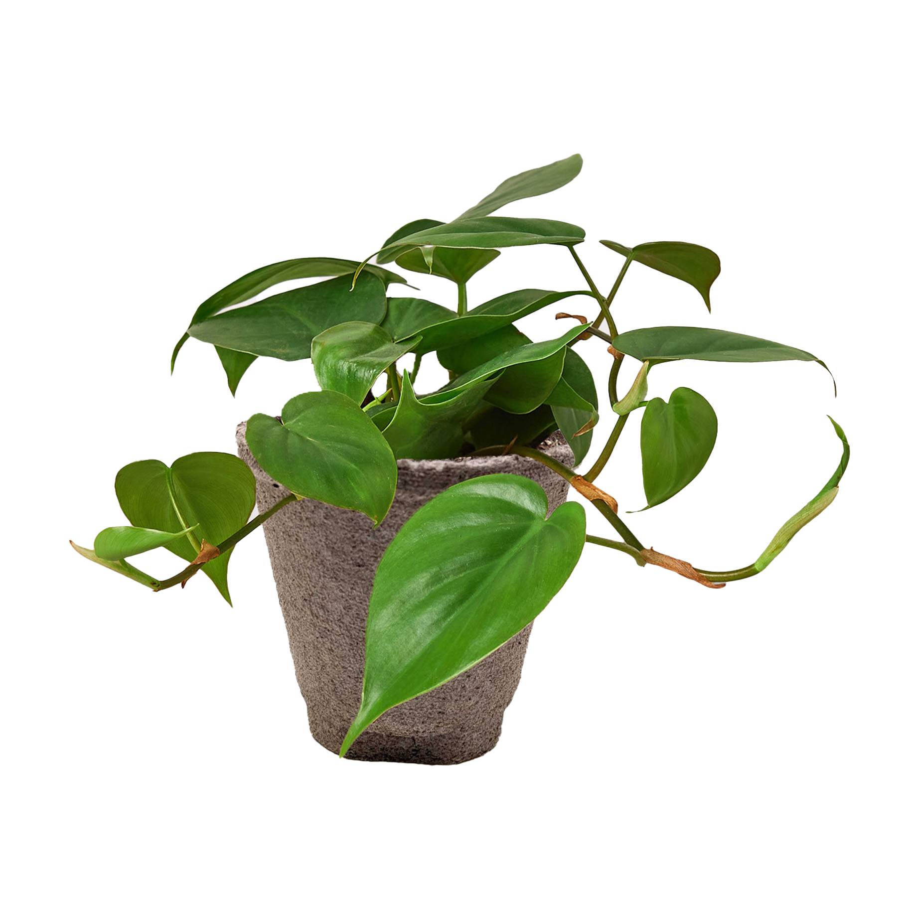Philodendron Cordatum Heartleaf - OVAD